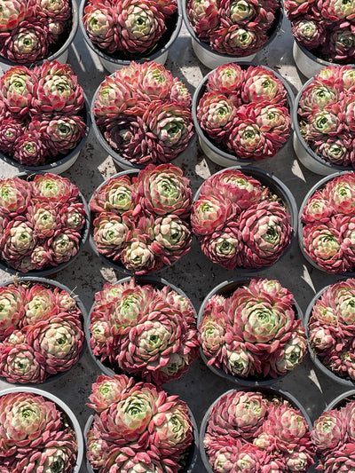 TH517     多肉植物   レッドスポットや「朱砂痣エケベリア」
  （24株）セット