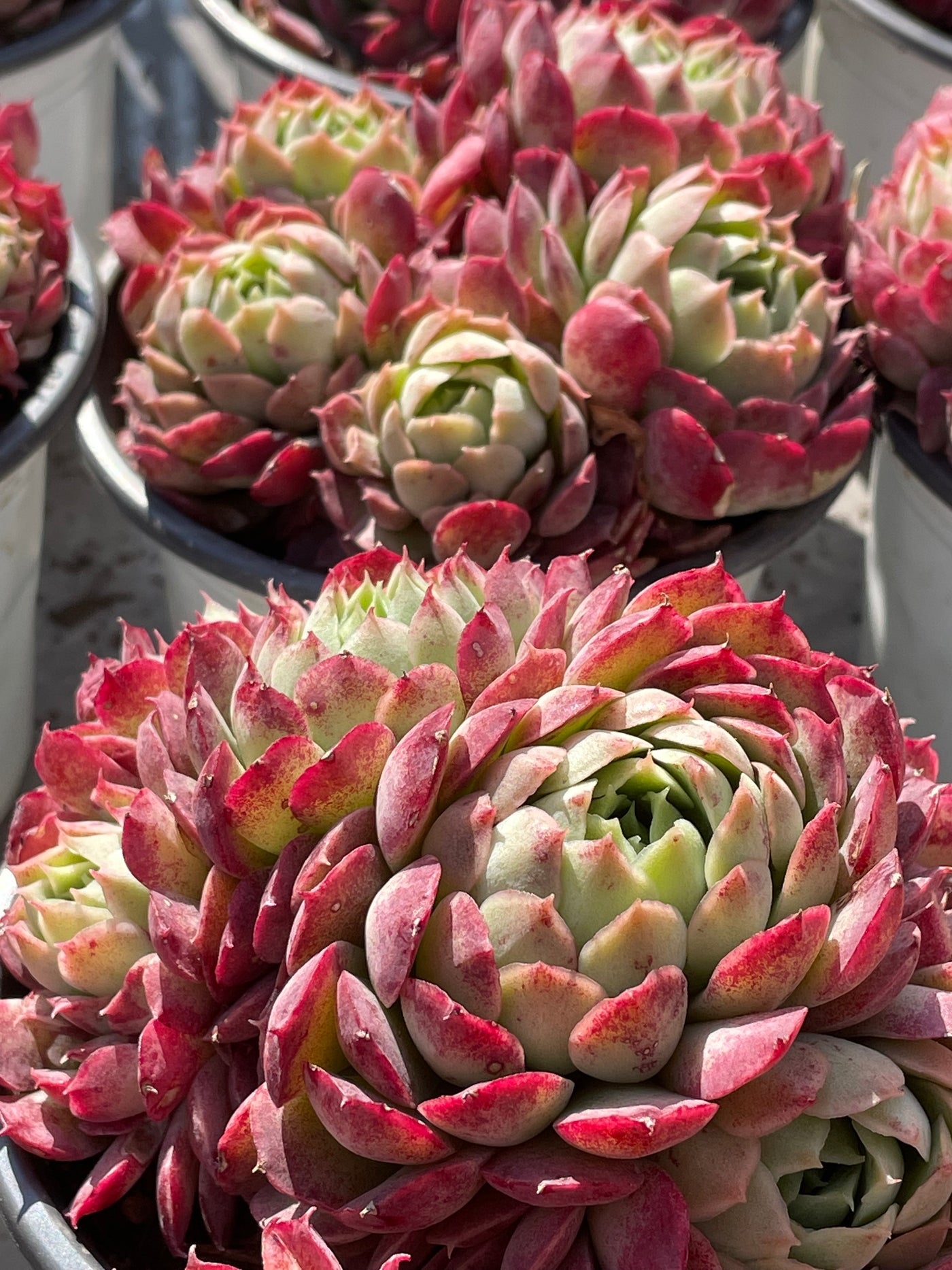 TH517     多肉植物   レッドスポットや「朱砂痣エケベリア」
  （24株）セット