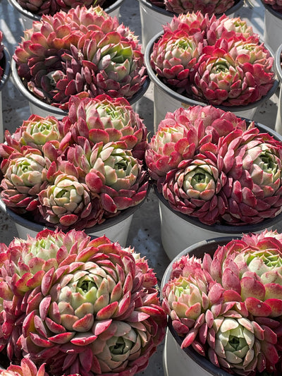 TH517     多肉植物   レッドスポットや「朱砂痣エケベリア」
  （24株）セット