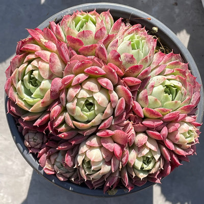 TH517     多肉植物   レッドスポットや「朱砂痣エケベリア」
  （24株）セット