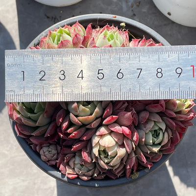 TH517     多肉植物   レッドスポットや「朱砂痣エケベリア」
  （24株）セット