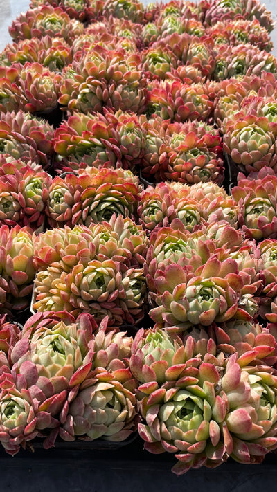 TH518     多肉植物   レッドスポットや「朱砂痣エケベリア」
  （35株）セット