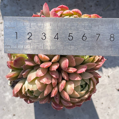 TH518     多肉植物   レッドスポットや「朱砂痣エケベリア」
  （35株）セット