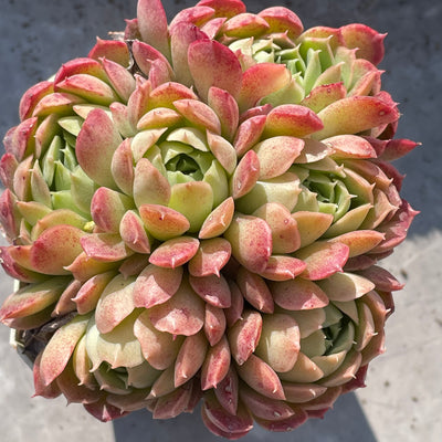 TH518     多肉植物   レッドスポットや「朱砂痣エケベリア」
  （35株）セット