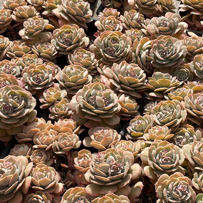 TH502     多肉植物   エケベリア・ロゼット  （25株）セット
