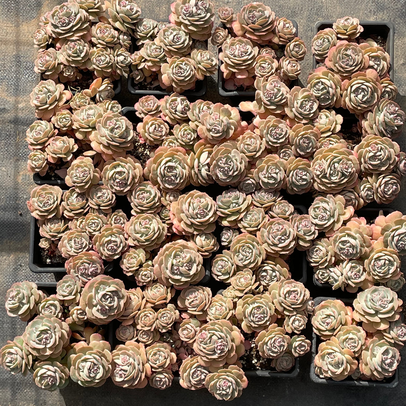 TH502     多肉植物   エケベリア・ロゼット  （25株）セット