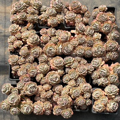 TH502     多肉植物   エケベリア・ロゼット  （25株）セット