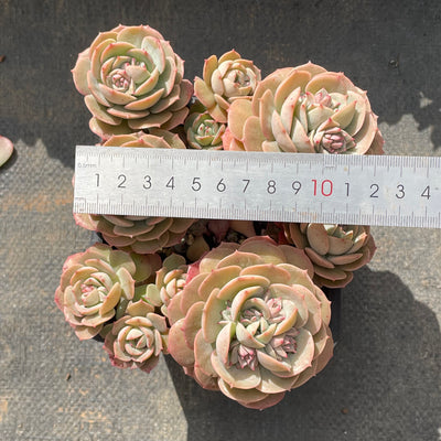 TH502     多肉植物   エケベリア・ロゼット  （25株）セット