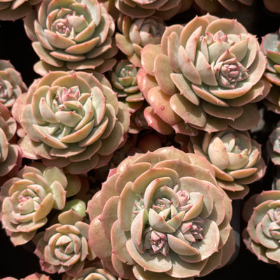 TH502     多肉植物   エケベリア・ロゼット  （25株）セット