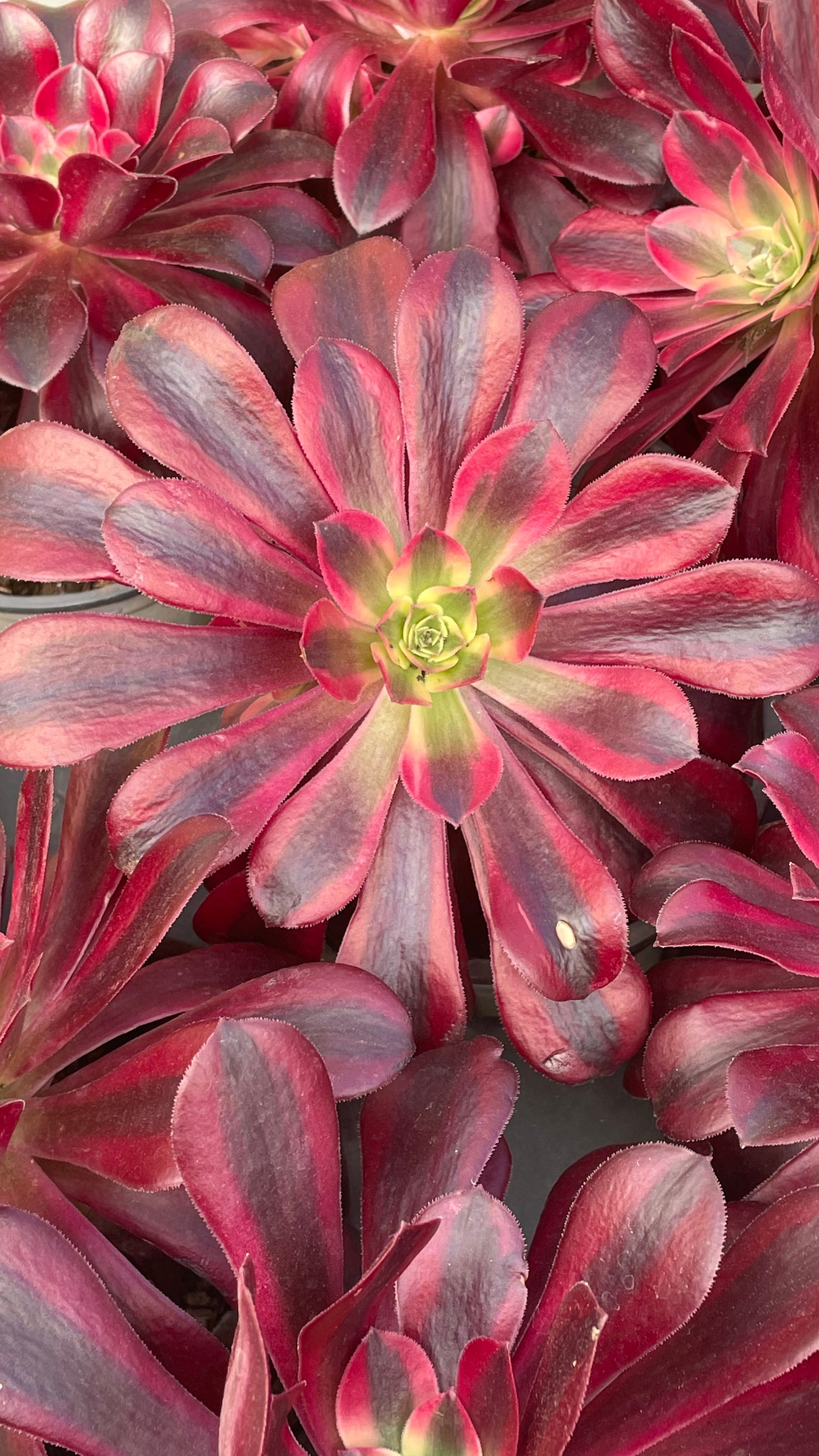 TH504     多肉植物   メデューサ  （20株）セット