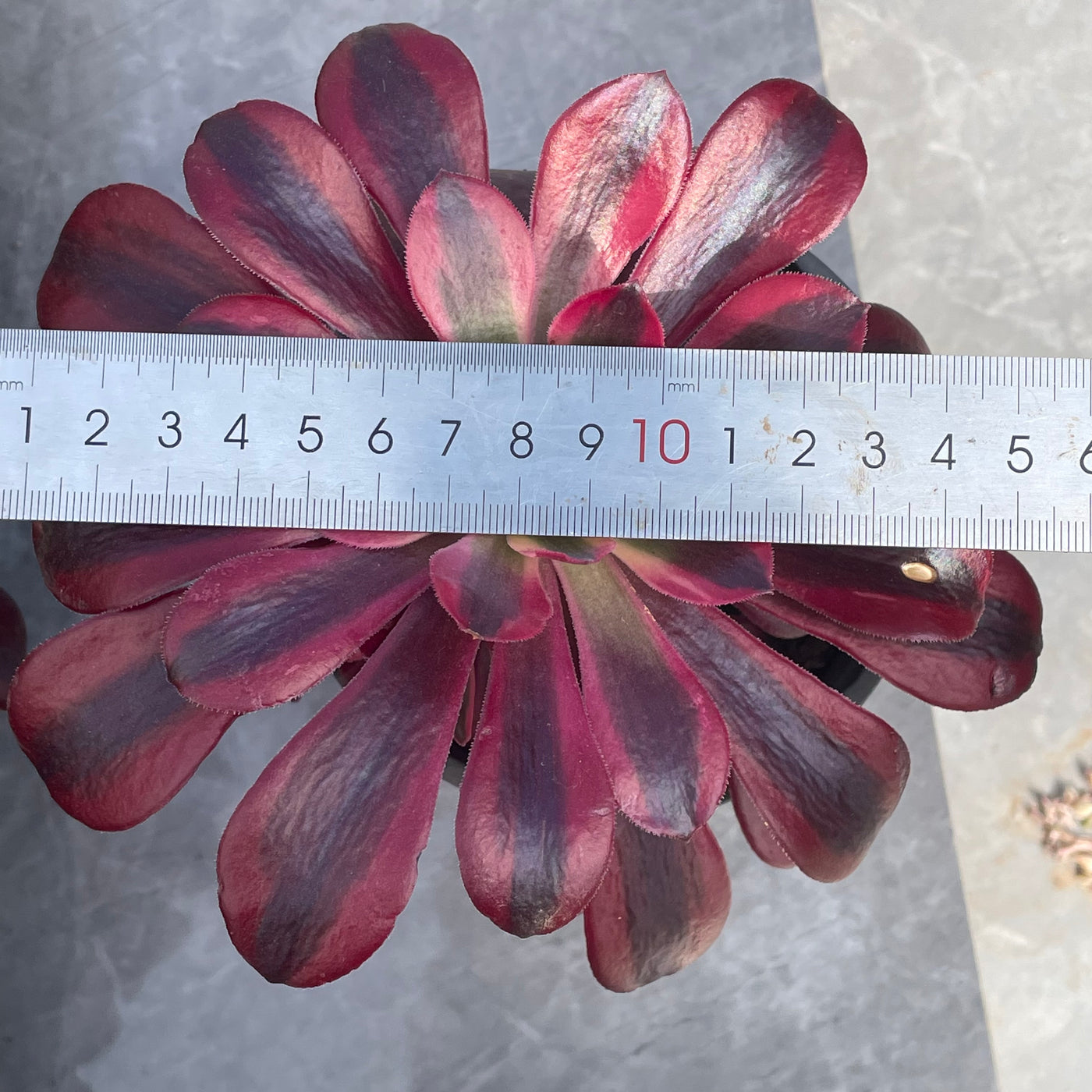 TH504     多肉植物   メデューサ  （20株）セット