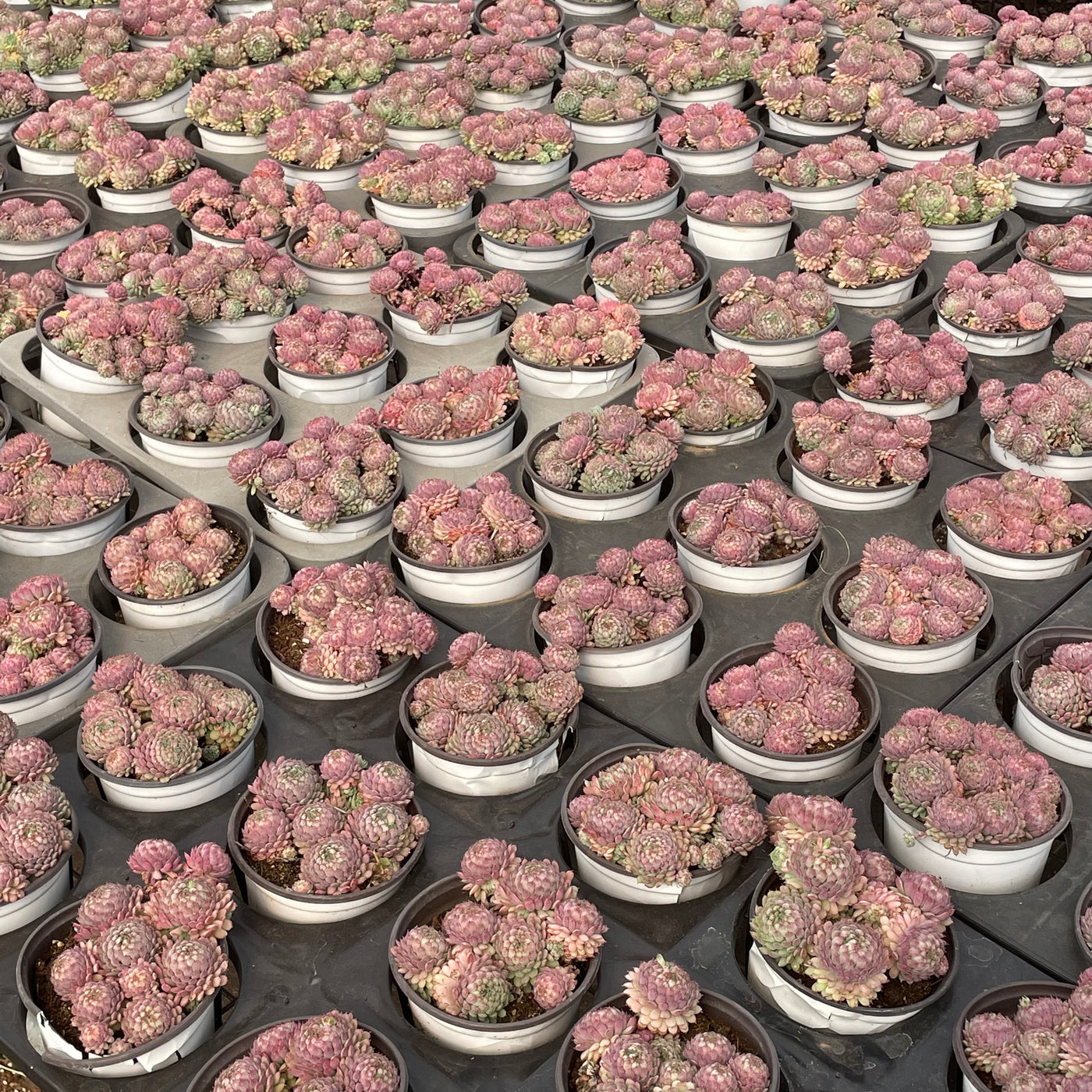 TH519     多肉植物   ヴィンセント カトー　静夜錦（セイヤニシキ）  （15株）セット
