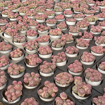 TH519     多肉植物   ヴィンセント カトー　静夜錦（セイヤニシキ）  （15株）セット