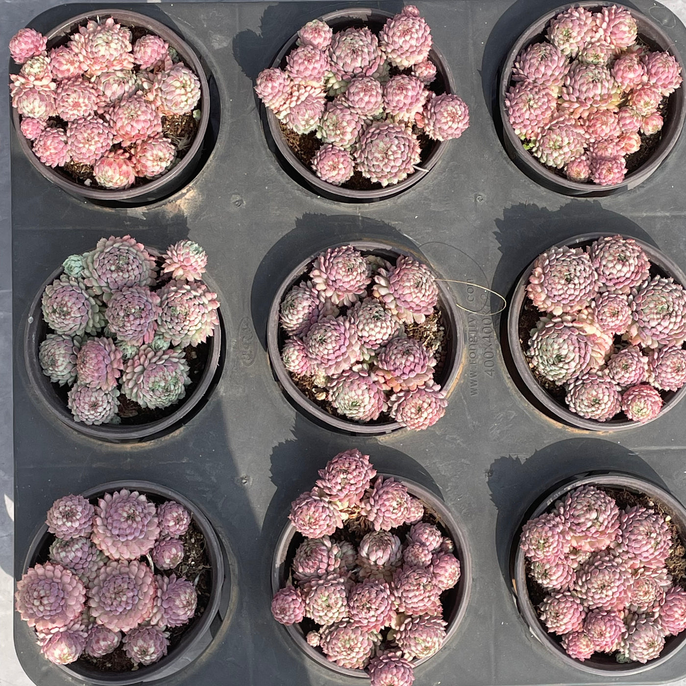 TH519     多肉植物   ヴィンセント カトー　静夜錦（セイヤニシキ）  （15株）セット