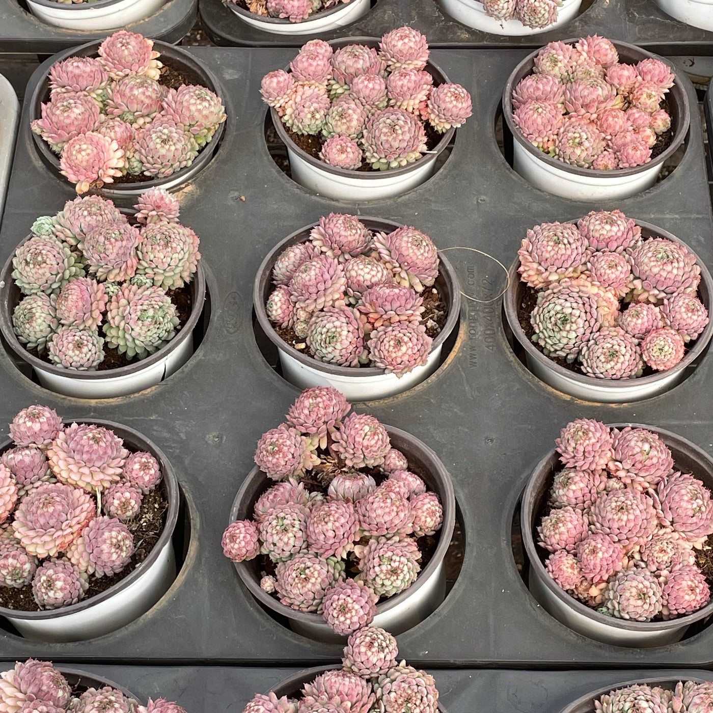 TH519     多肉植物   ヴィンセント カトー　静夜錦（セイヤニシキ）  （15株）セット