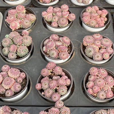 TH519     多肉植物   ヴィンセント カトー　静夜錦（セイヤニシキ）  （15株）セット