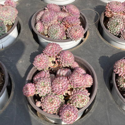 TH519     多肉植物   ヴィンセント カトー　静夜錦（セイヤニシキ）  （15株）セット