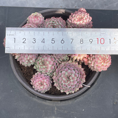 TH519     多肉植物   ヴィンセント カトー　静夜錦（セイヤニシキ）  （15株）セット