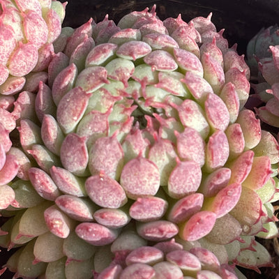 TH519     多肉植物   ヴィンセント カトー　静夜錦（セイヤニシキ）  （15株）セット