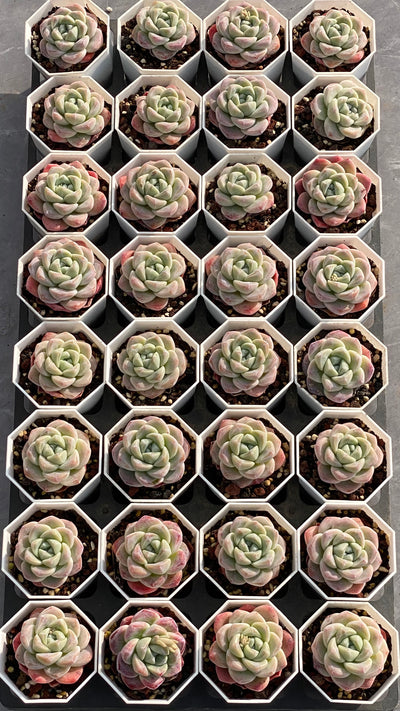 TH525     多肉植物   玉蝶、エケベリア・セトサ  （35株）セット
