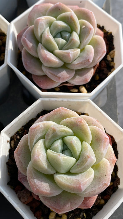 TH525     多肉植物   玉蝶、エケベリア・セトサ  （35株）セット