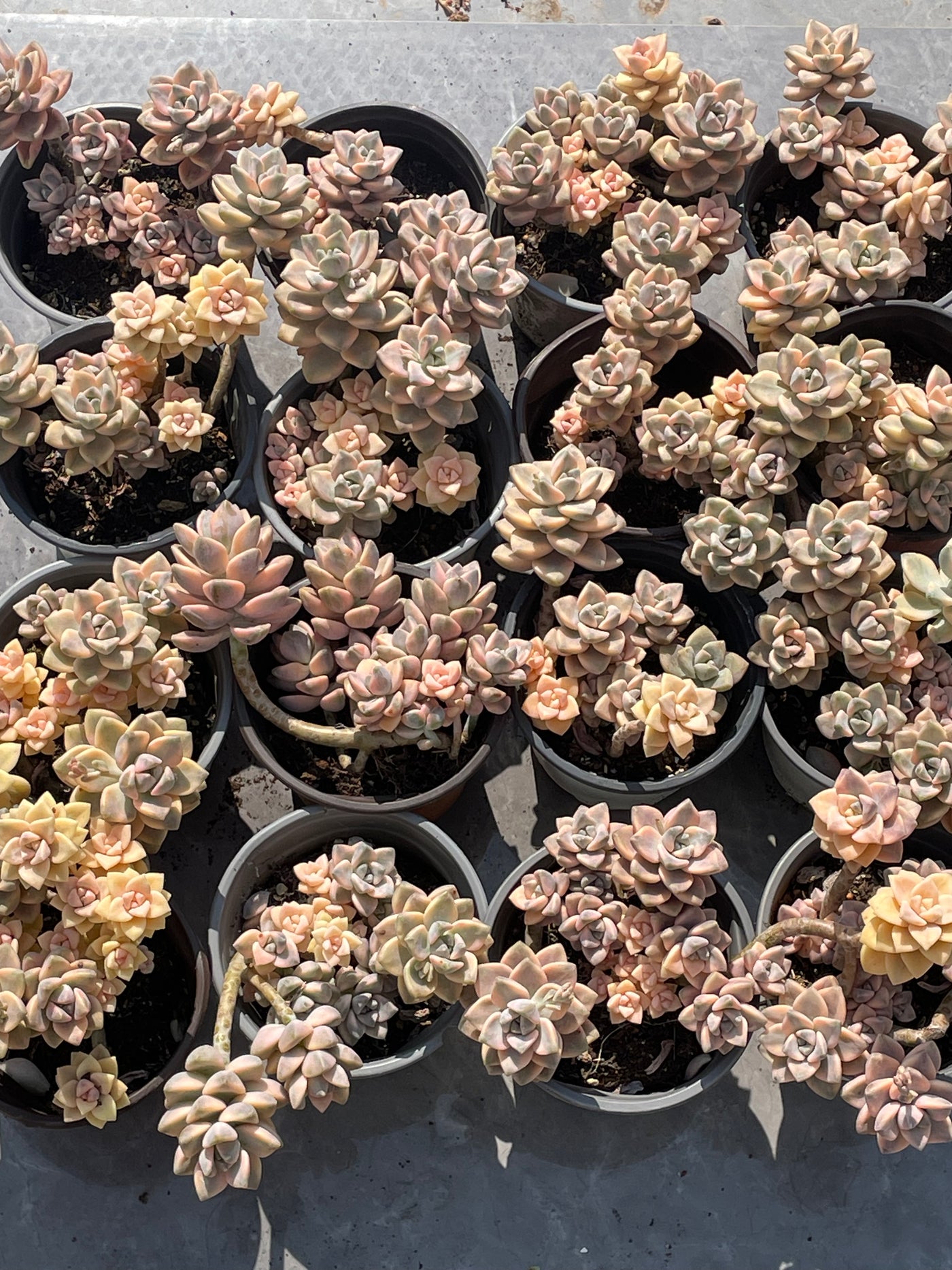 TH526     多肉植物     （20株）セット