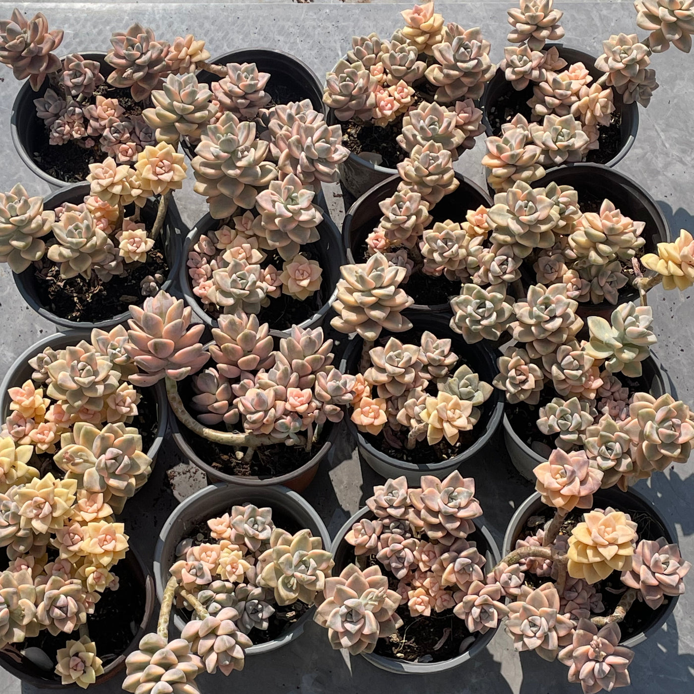 TH526     多肉植物     （20株）セット