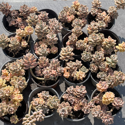 TH526     多肉植物     （20株）セット