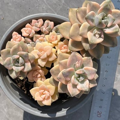 TH526     多肉植物     （20株）セット