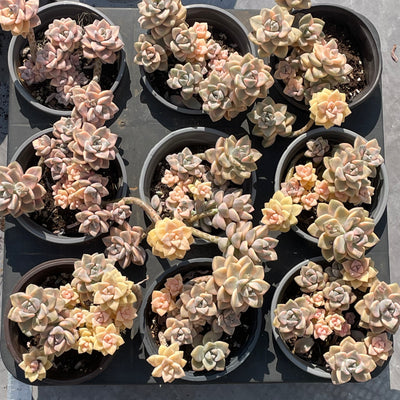 TH526     多肉植物     （20株）セット
