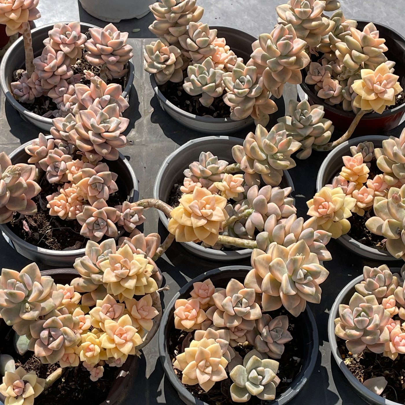 TH526     多肉植物     （20株）セット