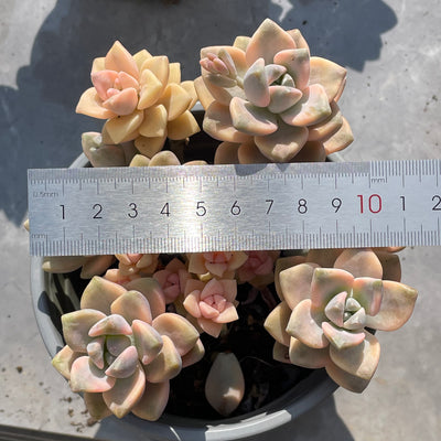 TH526     多肉植物     （20株）セット