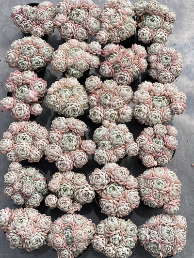 TH527     多肉植物   8500/12颗
ホワイトムーンシャドウやアルバ  （21株）セット
