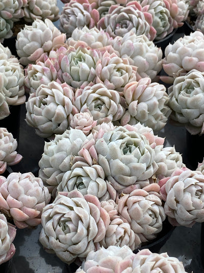 TH527     多肉植物   8500/12颗
ホワイトムーンシャドウやアルバ  （21株）セット