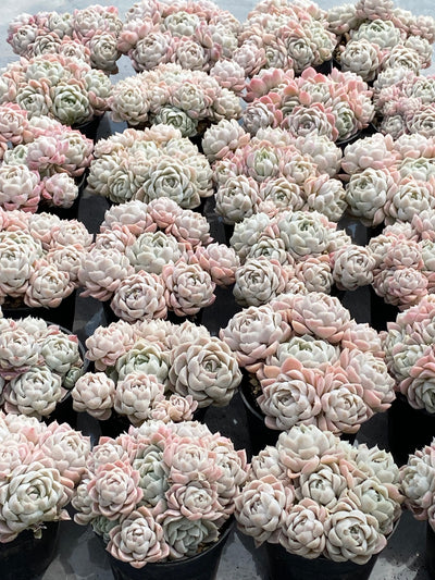 TH527     多肉植物   8500/12颗
ホワイトムーンシャドウやアルバ  （21株）セット