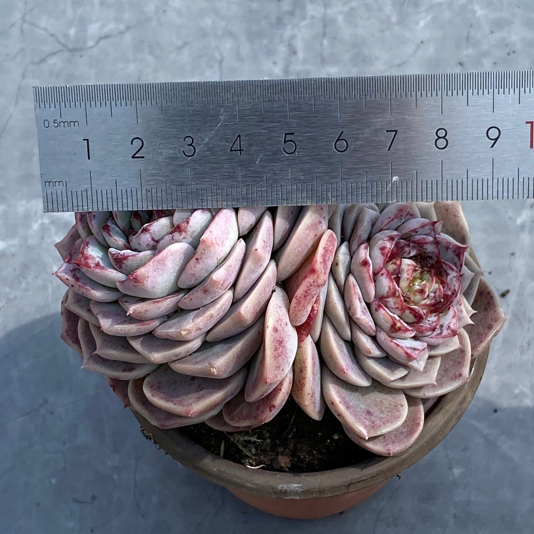 その他多肉植物 WR 26072_1.jpg