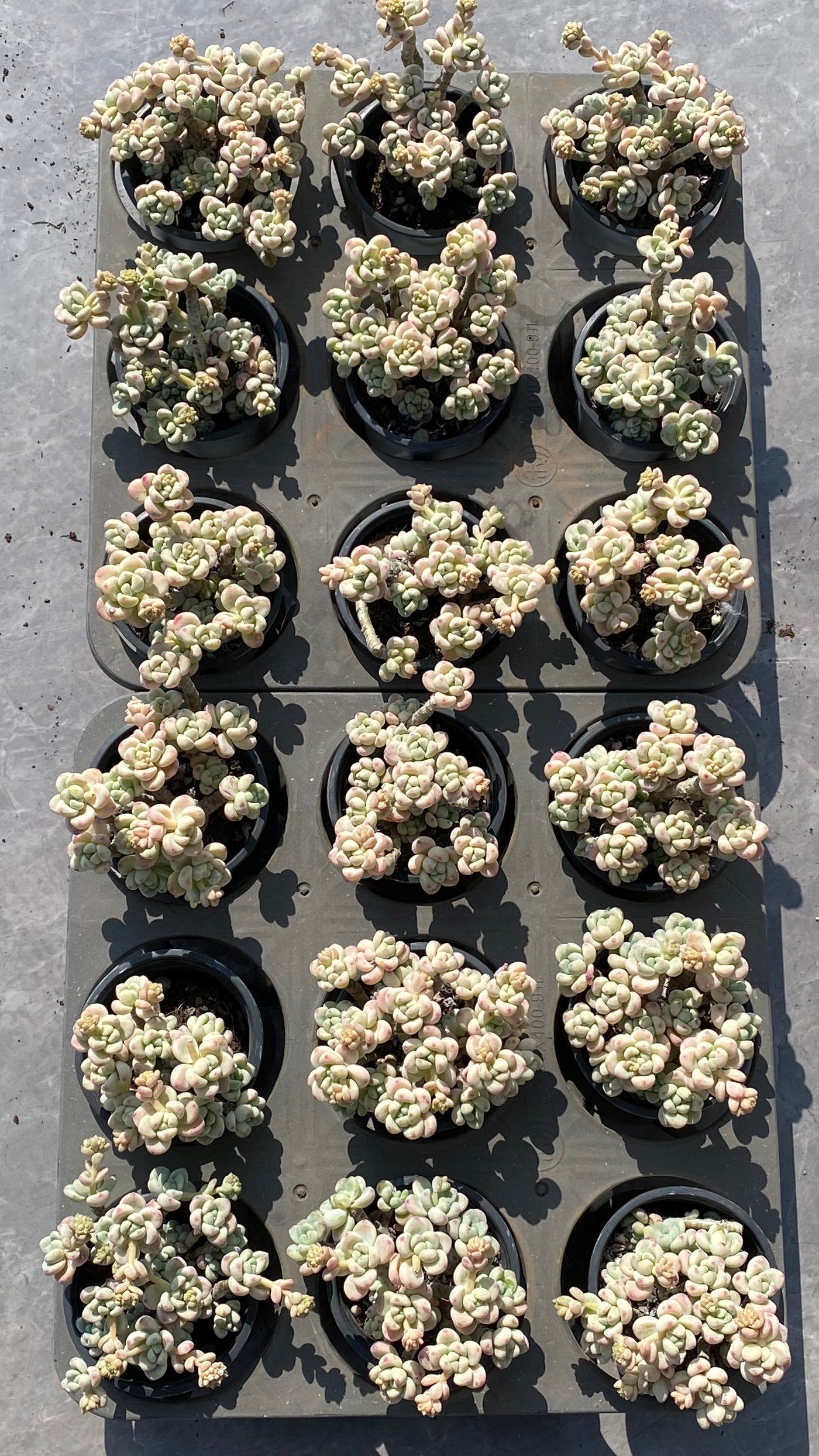 TH531     多肉植物     （20株）セット