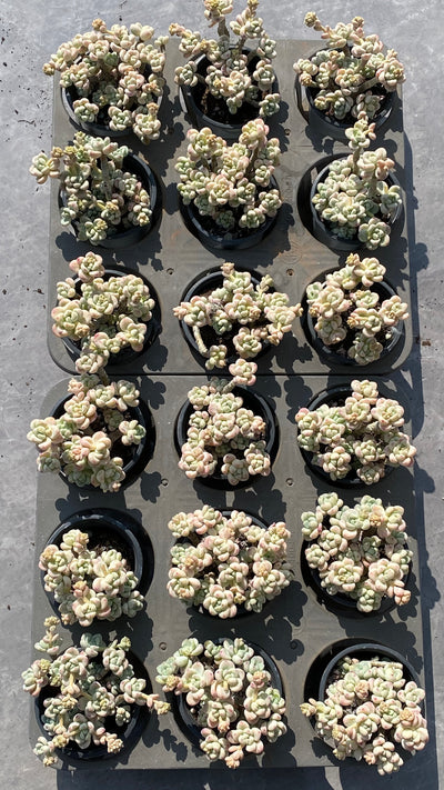 TH531     多肉植物     （20株）セット
