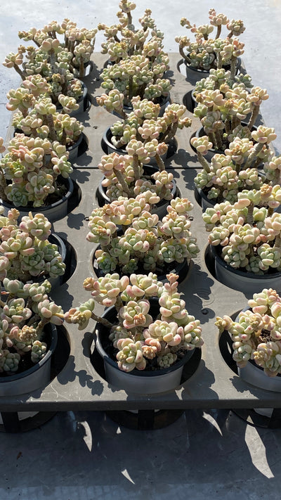 TH531     多肉植物     （20株）セット