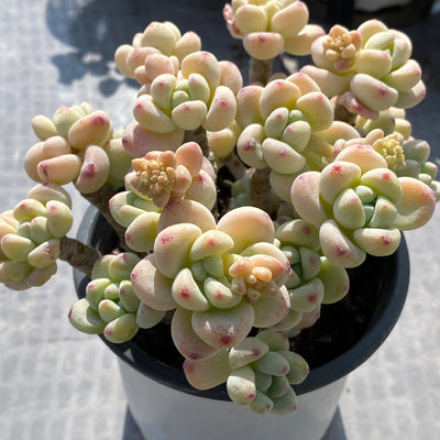 TH531     多肉植物     （20株）セット