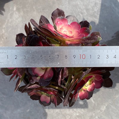 TH532     多肉植物     （24株）セット