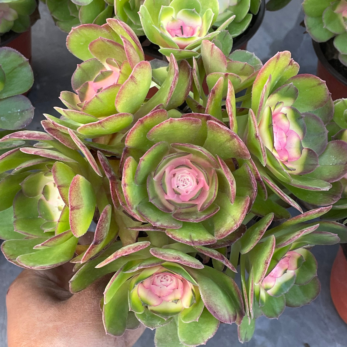 TH533     多肉植物     （24株）セット