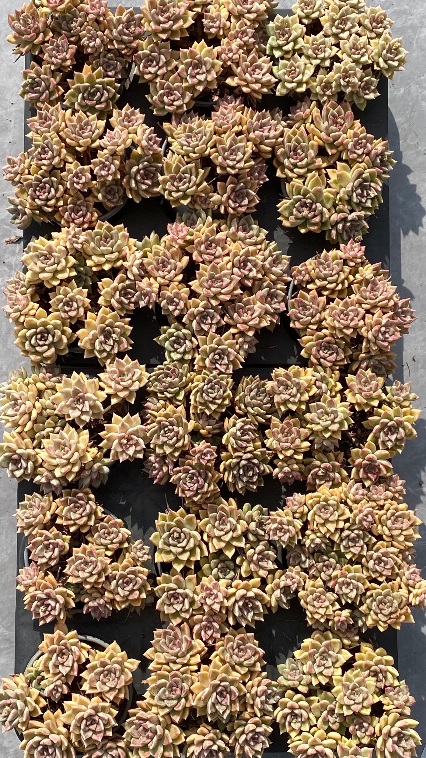 TH534     多肉植物     （15株）セット