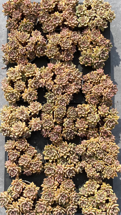 TH534     多肉植物     （15株）セット