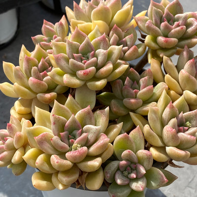 TH534     多肉植物     （15株）セット