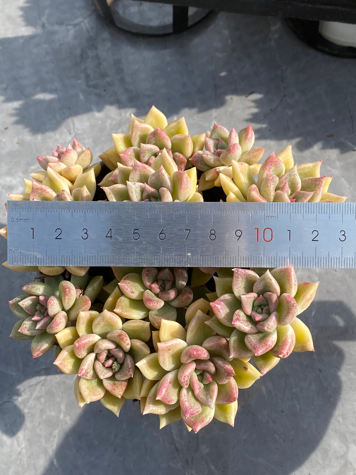 TH534     多肉植物     （15株）セット