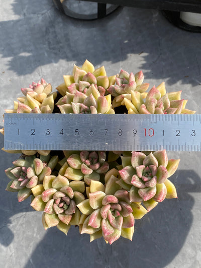 TH534     多肉植物     （15株）セット