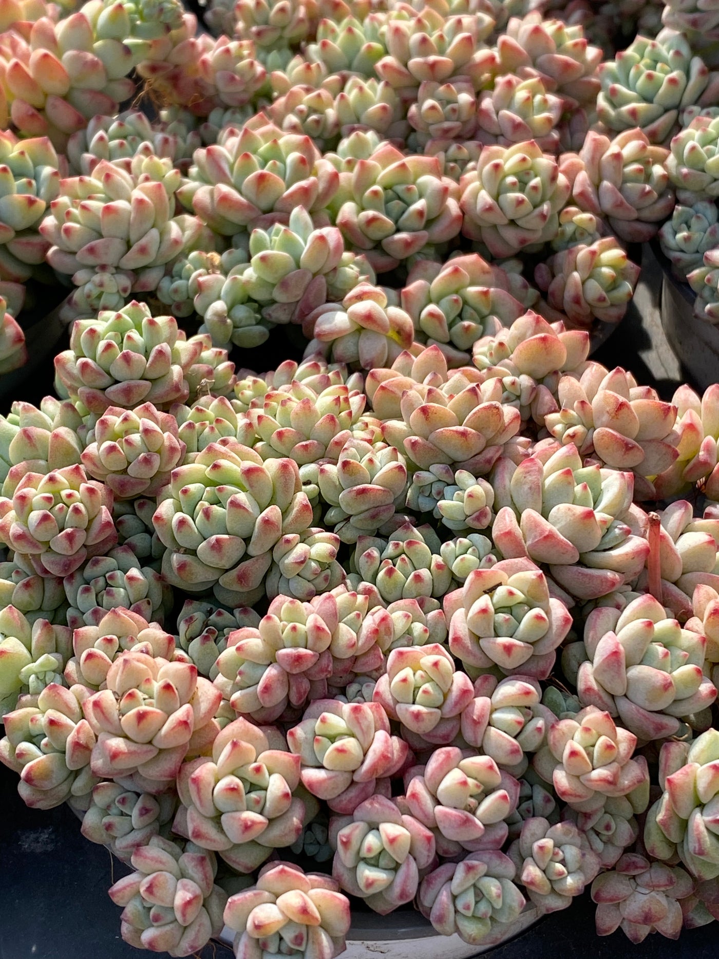 TH535     多肉植物   8500/12颗  （24株）セット