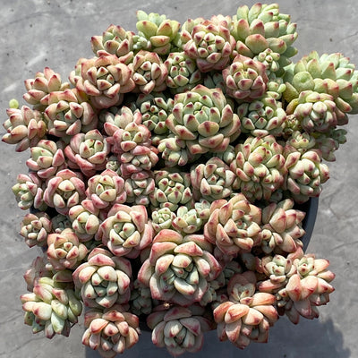 TH535     多肉植物   8500/12颗  （24株）セット