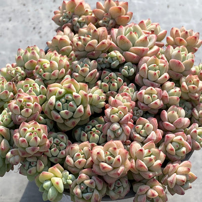 TH535     多肉植物   8500/12颗  （24株）セット